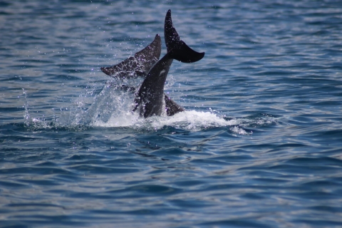 Nadar con delfines en Mauricio