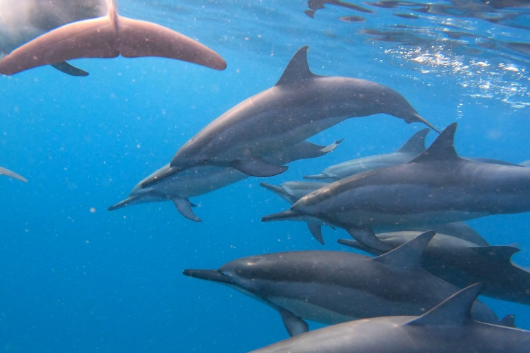 Pływanie z delfinami na Mauritiusie