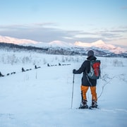 From Tromsø: Guided Husky Snowshoe Hike and Husky Camp Visit