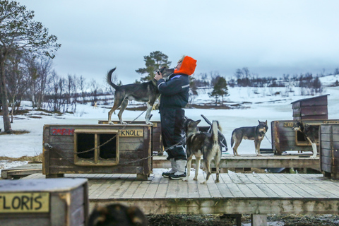 Tromsø: Guida autonoma in slitta trainata da husky con pranzo tradizionale