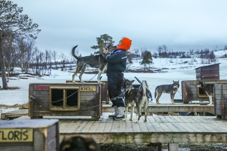 Tromsø: Husky-Schlitten-Selbstfahrt mit traditionellem Mittagessen