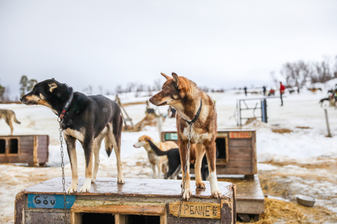 Tromsø : Excursion en traîneau à huskies avec déjeuner traditionnel