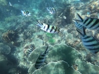 Phu Quoc, Speedboat Tour of 4 Islands with Snorkeling & BBQ - Housity