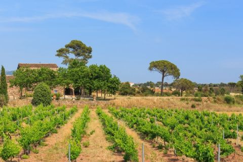 Toulon & St Tropez: Côtes-de-Provence 8-Hour Wine Tour