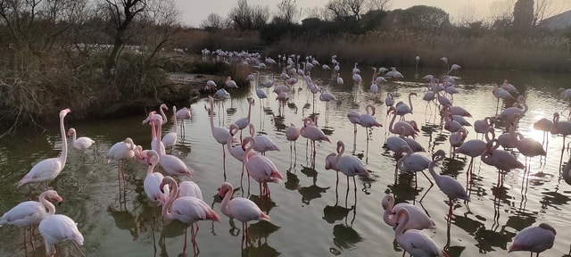 Marseille: The Camargue 8-Hour Guided Outing