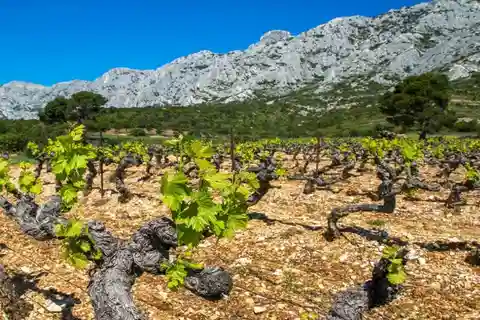Coteaux d'Aix: Ste Victoire Wine Tour & Cezanne Mill Visit