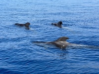 Von Playa San Juan, Whale Watching, Gigantes und Masca Bay - Hizvo