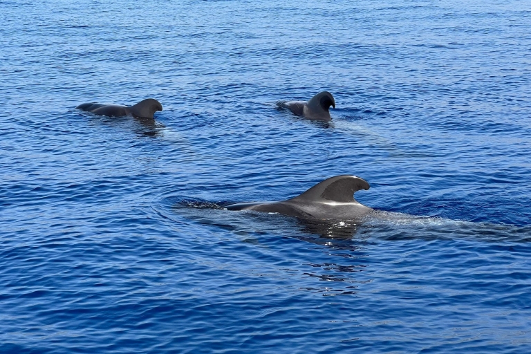 Tenerife : Croisière d'observation des baleines avec snorkeling et déjeuner