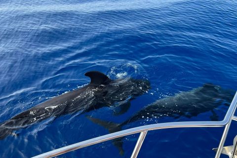 De Playa San Juan: observação de baleias, baía de Gigantes e Masca