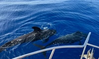 Von Playa San Juan, Whale Watching, Gigantes und Masca Bay - Hizvo