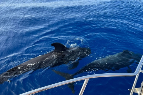 Tenerife: Crucero de avistamiento de ballenas con snorkel y almuerzo