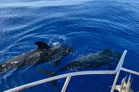 Von Playa San Juan: Whale Watching, Gigantes und Masca Bay