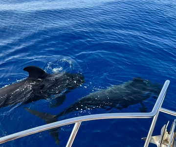 From Playa San Juan: Whale Watching, Gigantes, and Masca Bay