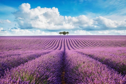 Da Nizza: tour guidato di un giorno ai campi di lavanda e alle gole del VerdonDa Nizza: Tour guidato dei campi di lavanda e delle gole del Verdon