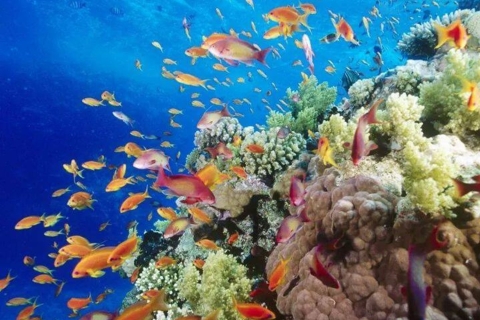 Sharm el-Sheikh: Wycieczka po wybrzeżu łodzią podwodnąSharm el-Sheikh: Wycieczka półokrętem podwodnym po wybrzeżu