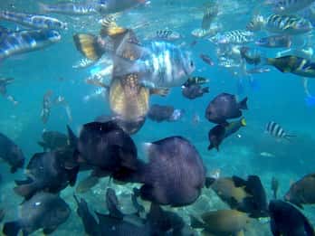 Blue Lagon Snorkeling, cascata e excursão à aldeia de Celuk