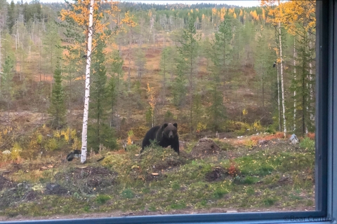 Finlandia: Observación de osos, viaje nocturnoOpción Estándar