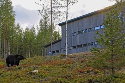 Finnland: Bärenbeobachtung, NachtfahrtStandard Option