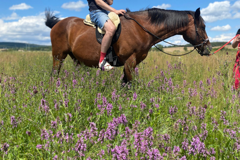 جولة لركوب الخيل بالقرب من براغجولة ركوب الخيل بالقرب من براغ