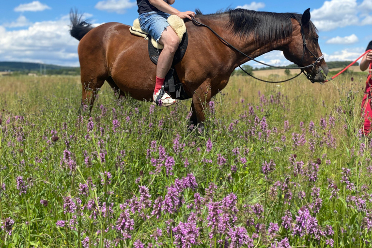 جولة لركوب الخيل بالقرب من براغجولة ركوب الخيل بالقرب من براغ
