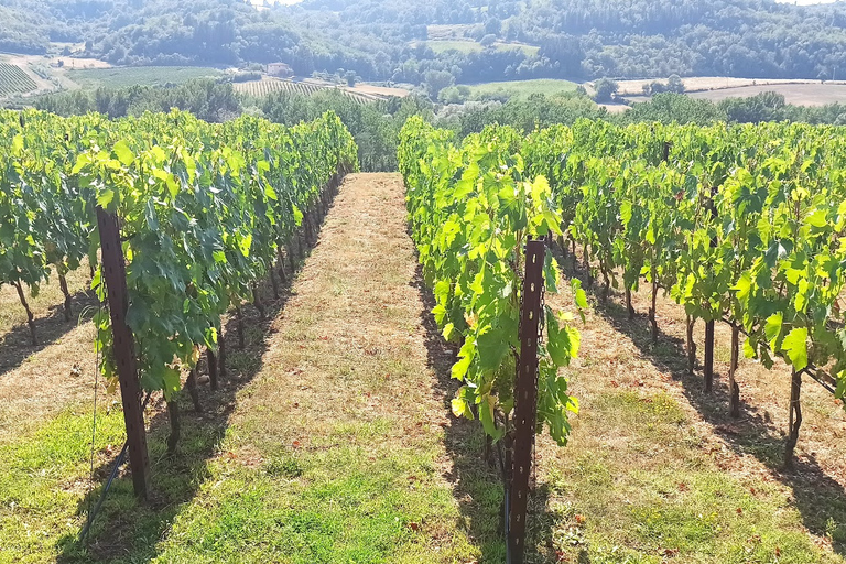 Florence: dégustation de vins de San Gimignano et Chianti avec déjeunerVisite privée du Chianti et de San Gimignano avec déjeuner et dégustation