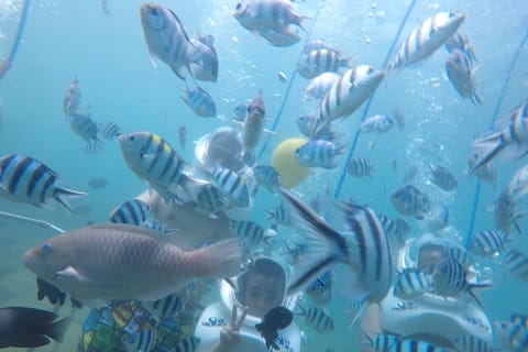 Cham Island: Underwater Walking & Snorkeling Tour