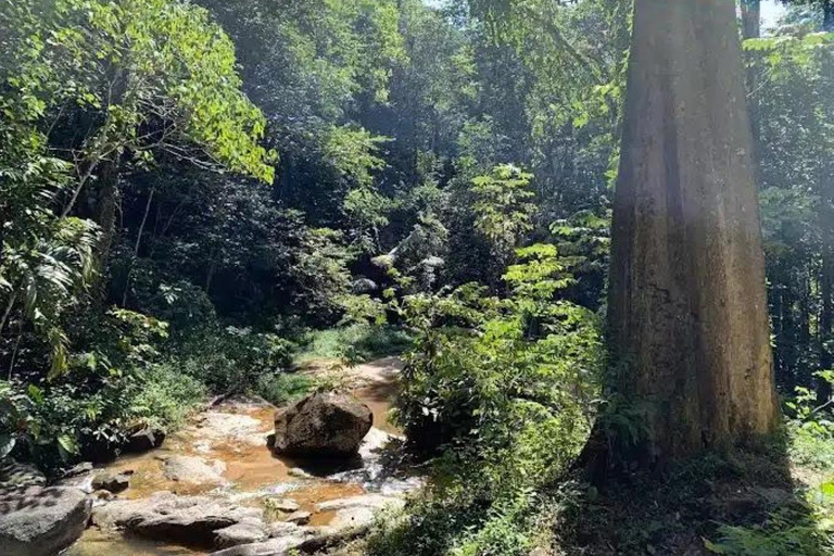 Kuala Lumpur: FRIM (Forest Research Institute Malaysia) Tour Private Tour