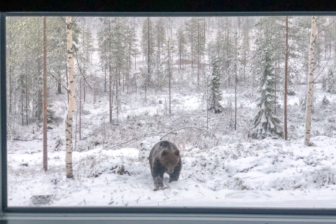 Finlande : Observation des ours, excursion en soiréeOption Stantard