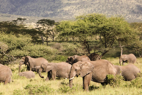 Arusha: Day Trip to Arusha National Park