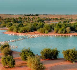 Lacs Al Qudra: Excursions à la journée depuis Dubaï