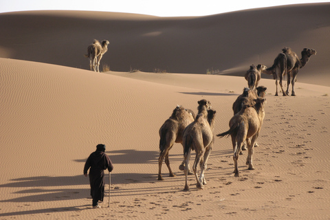 From Zagora: 2-Day Desert Tour to Erg Chegaga