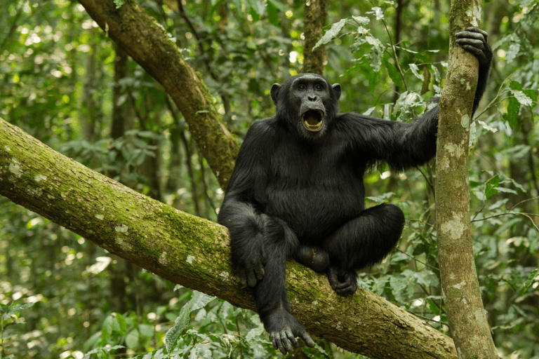 4天基巴莱森林黑猩猩追踪私人游4-Day Kibale Forest Chimpanzee Tracking Private Safari