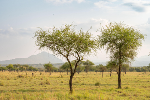 From Kampala: 3-Day Pian Upe Conservation Reserve Safari