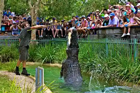 Australian Reptile Park Day Pass - 9am to 5pm