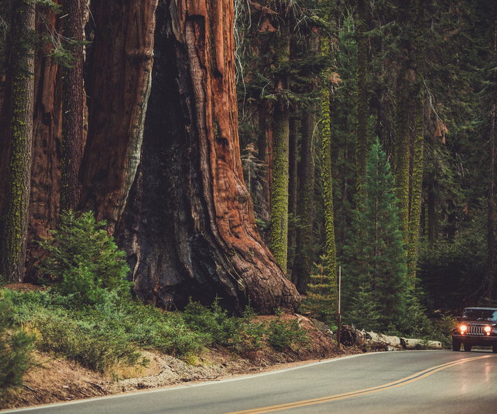 Аудиогид Sequoia: Кингс-Каньон для самостоятельного вождения