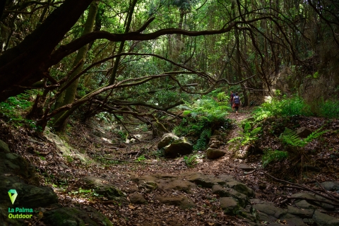 La Palma : circuit de trekking à La Zarza