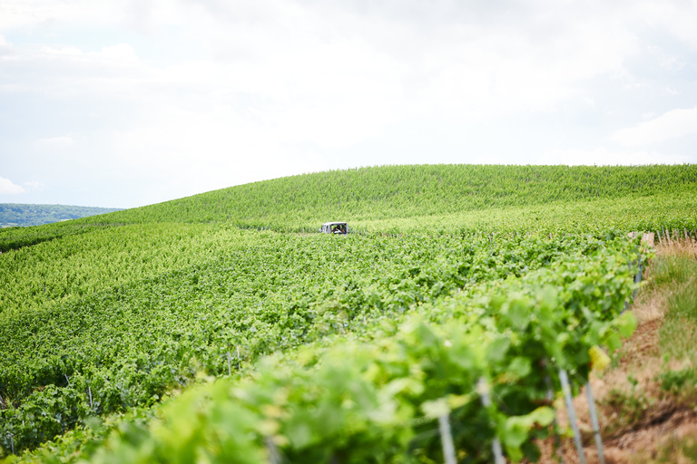From the vines to the Champagne glass with a vintage car The heart of the Champagne region