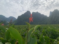 Cao Bang & Ban Gioc Waterfall Day Tour en moto - Hizvo
