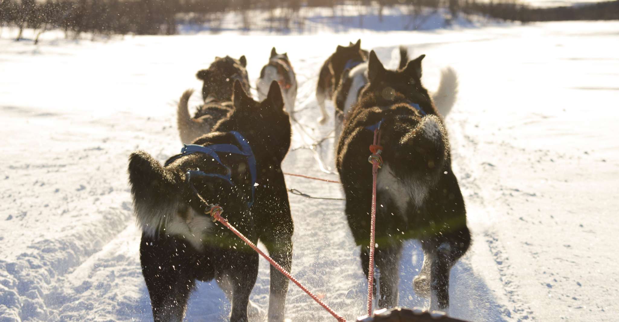 Kiruna, selbstfahrende Husky-Morgentour - Hizvo