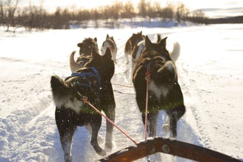 Kiruna: Husky-ochtendtour met eigen aandrijving