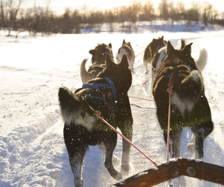 Kiiruna: Husky Morning Tour