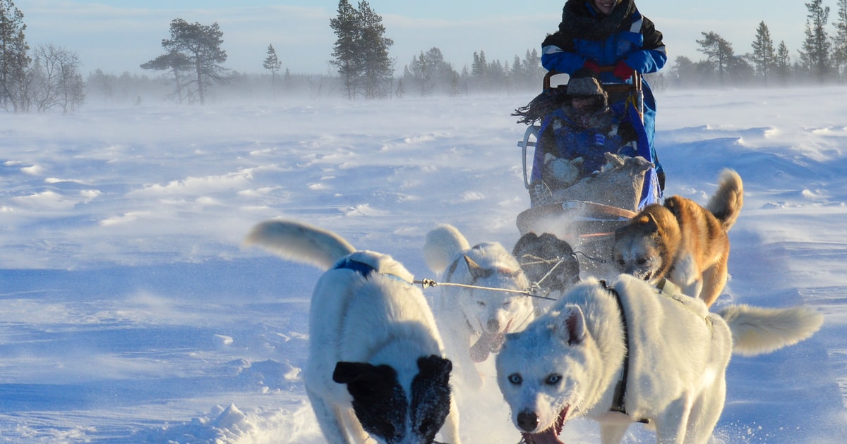 キルナ：セルフドライブ ハスキー モーニング ツアー GetYourGuide