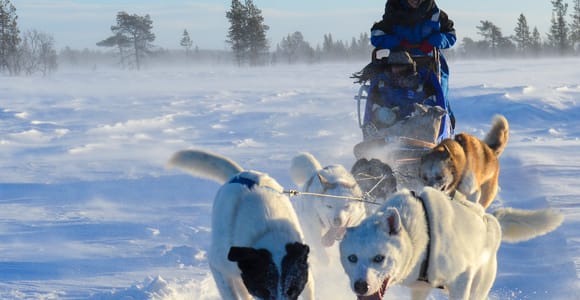 Kiruna: Self-drive Husky Morning Tour