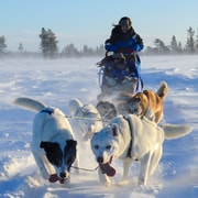 Kiruna : Excursion matinale à la rencontre des huskys