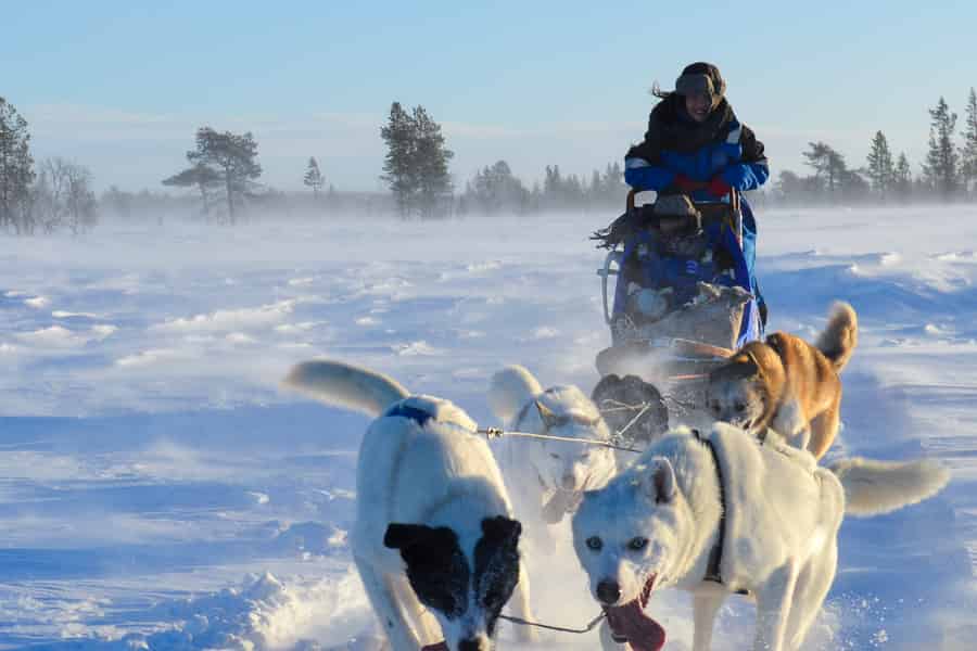 Kiruna: Selbstfahrende Husky-Morgen-Tour. Foto: GetYourGuide