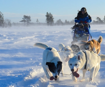 Kiruna: Excursão matinal de carro com Husky