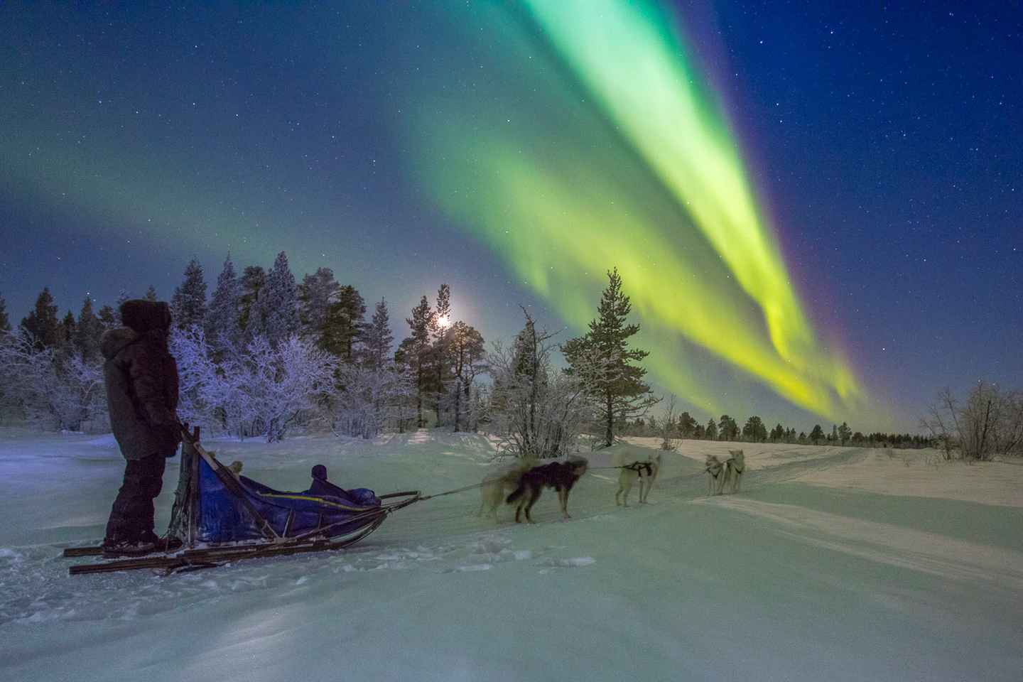 Frá Kiruna: Leiðsögn um norðurljós á sleða með hundum