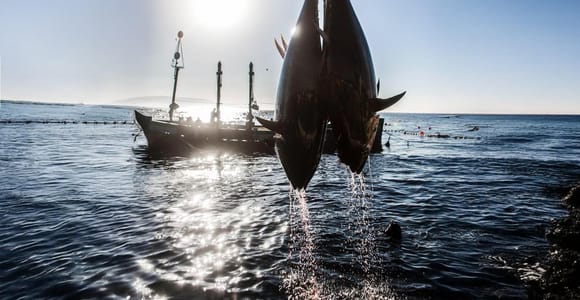 Barbate: Boat Tour to the Almadrab of Barbate (Tuna Fishing)
