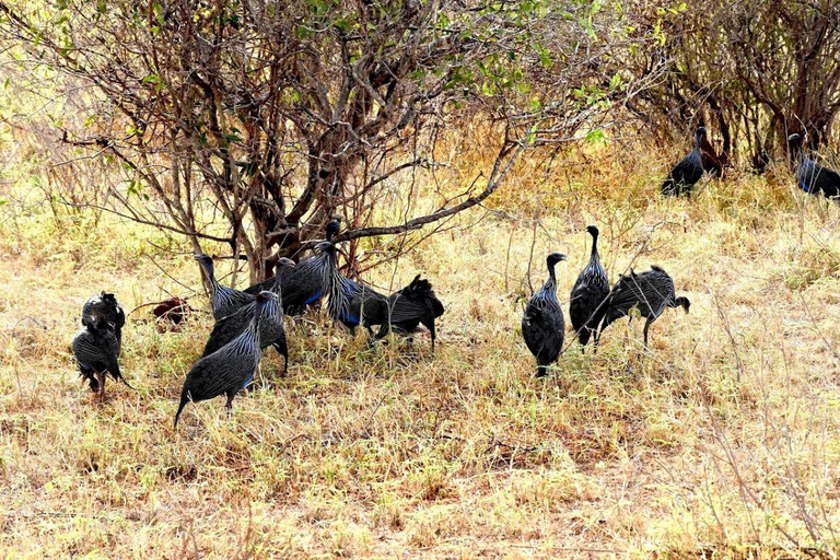Diani: Guided day trip to Shimba Hills Reserve with lunch