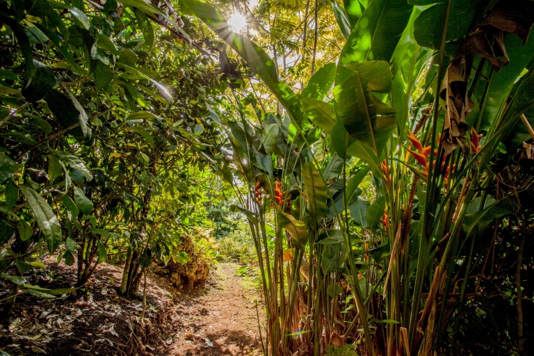 Efate: Das Kava-Erlebnis von Eden on the RiverSelbstfahrertour